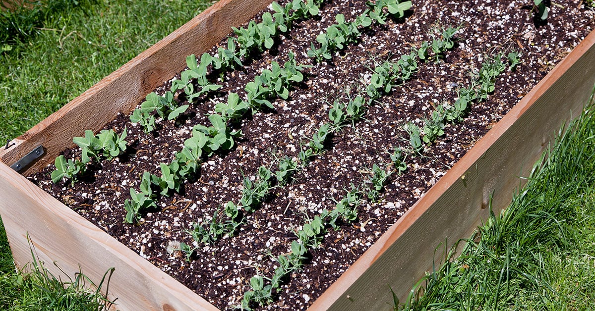 What can you grow in raised garden beds?