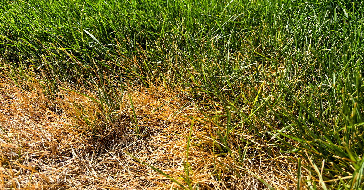 How to Fix a Yellow, Patchy Lawn: Complete Intermountain West Recovery Guide