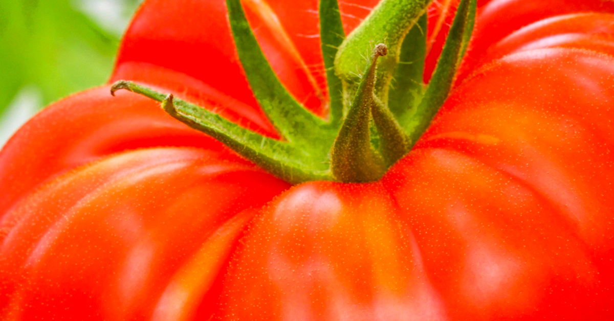 Planting Guide for Growing the Biggest, Best Tomatoes