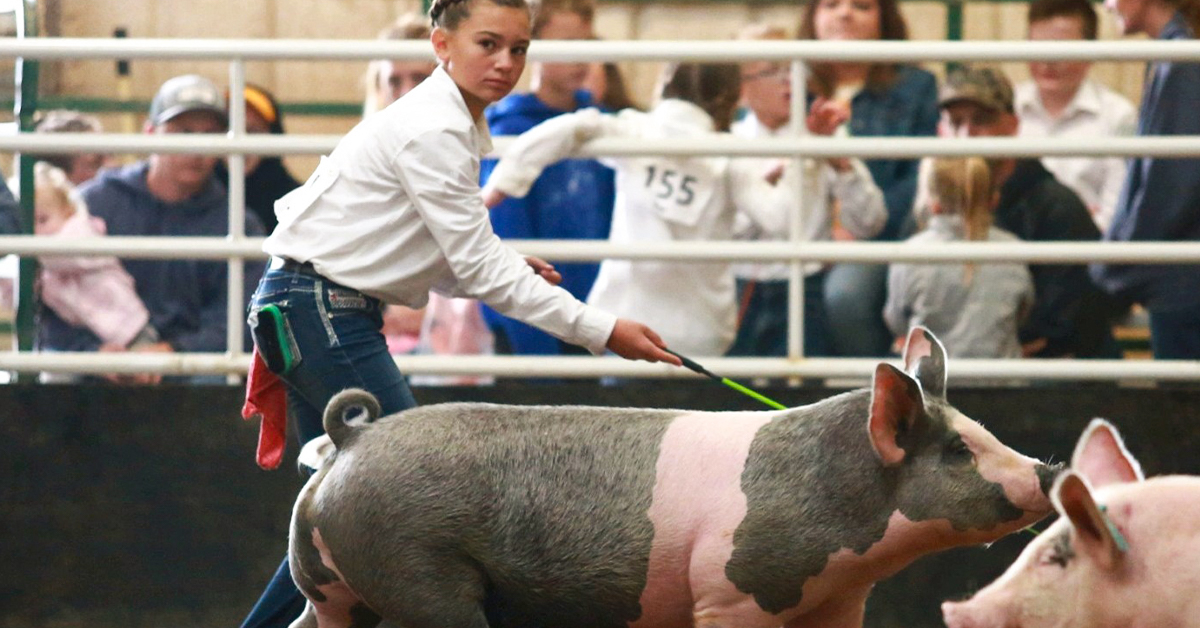 Bringing MORE to the Show Pen with IFA Platinum Show Power Feeds