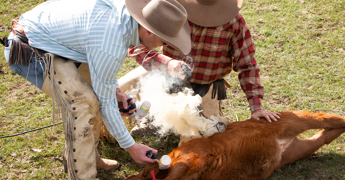 IFA VAC Program - Recommended Vaccination Protocols