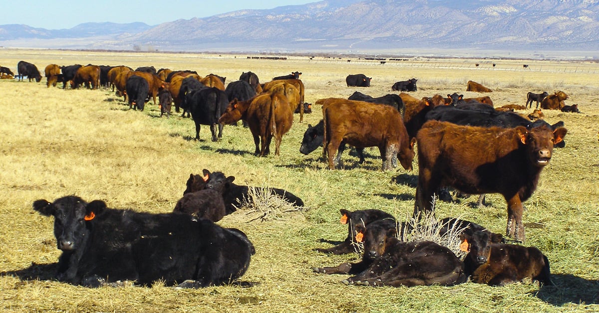 Internal Parasites in Beef Cattle and Their Impact on Nutrition