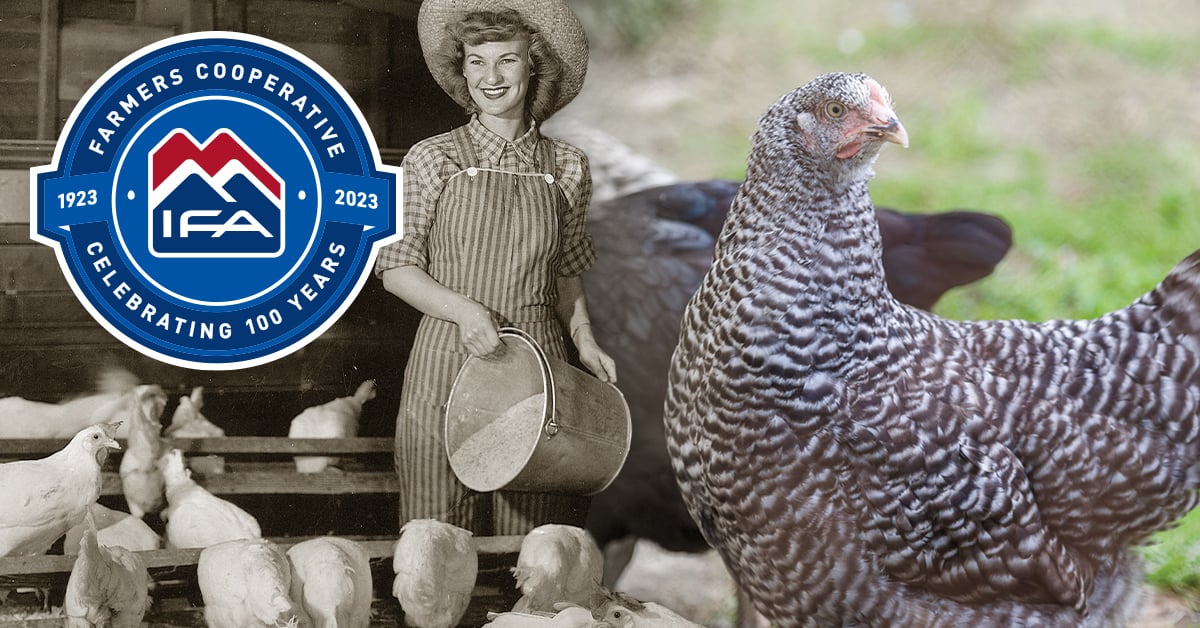 100 Years of Growing Healthy Chickens With Your Local Farmer's Co-op