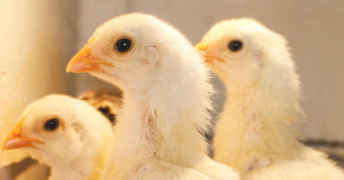 how-to-introduce-new-chicks-to-your-flock-ifa-s-helping-to-grow-blog