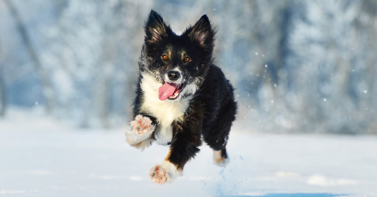 How to Care for Your Outdoor Pets During Winter