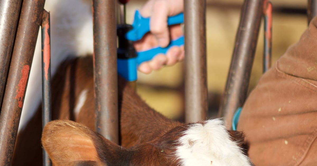 Optimizing Livestock Health: Vaccination Schedule Essentials