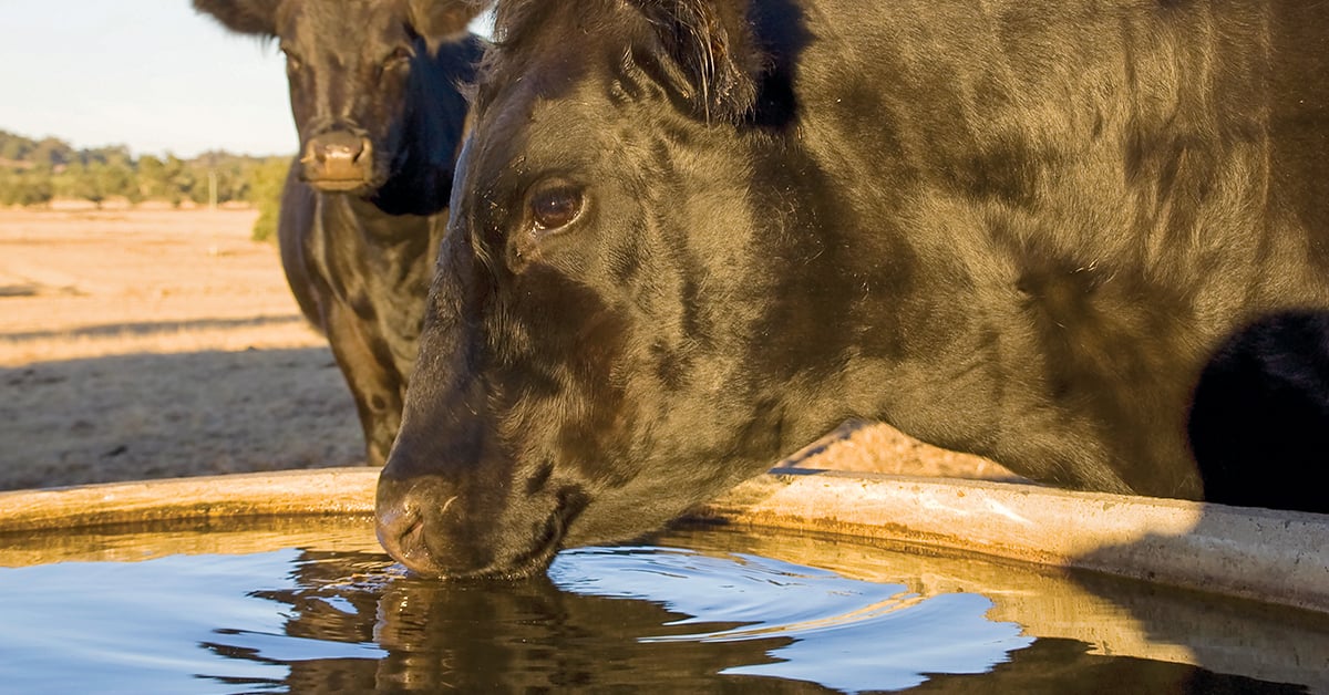 Choosing a Livestock Water System