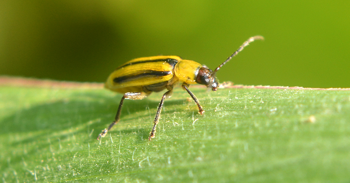 Managing Insect Resistance in Common Crops