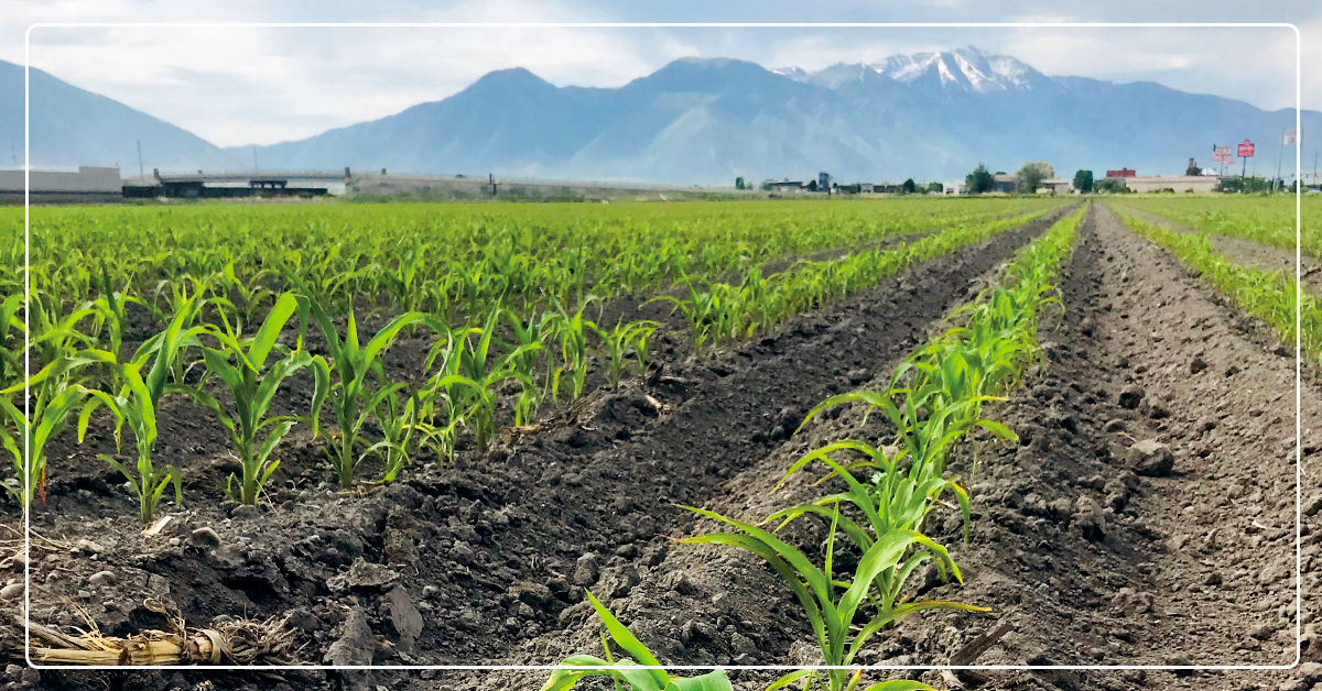 Maximize Crop Production With Micro 500 Micronutrient Fertilizer