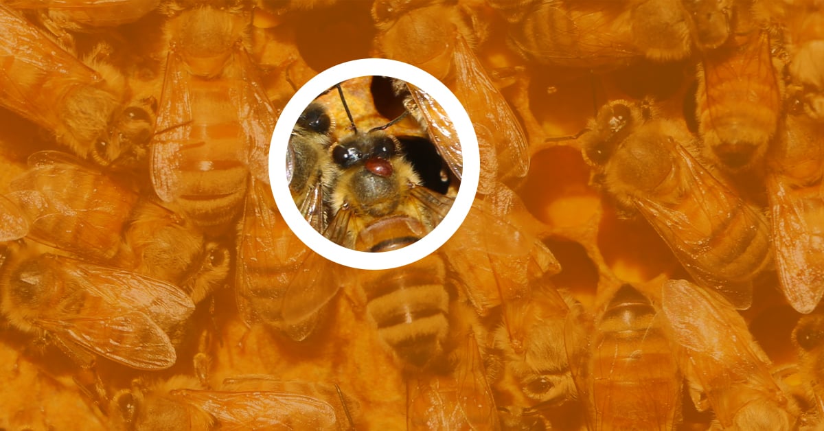 Controlling Varroa Mites in Your Beehive