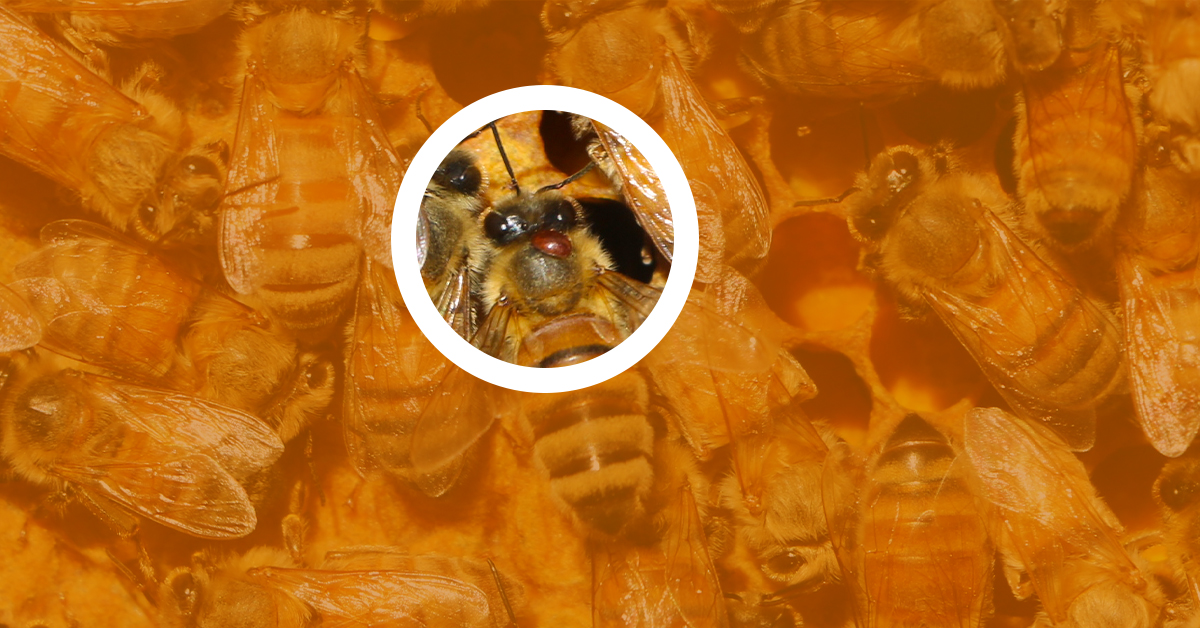 Controlling Varroa Mites in Your Beehive