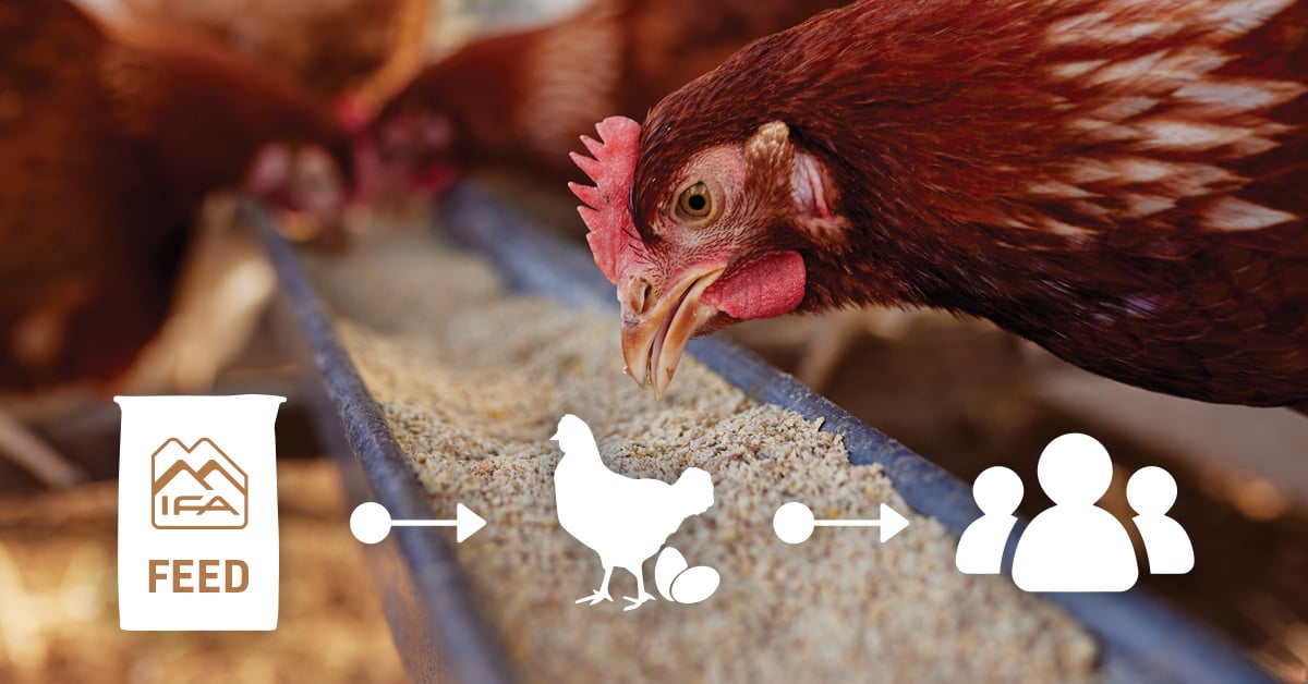 What to Feed Chickens? Key Ingredients in IFA’s New Poultry Feed Lineup