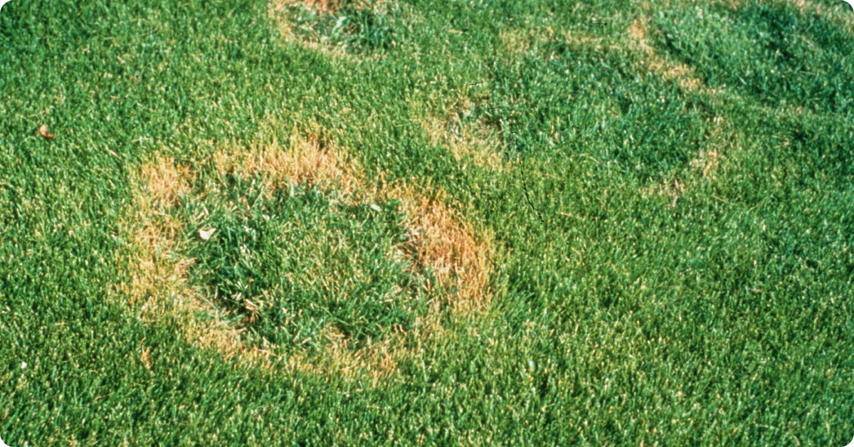 Diagnose and Treat Necrotic Ring Spot Fungus (NRS) In Your Lawn