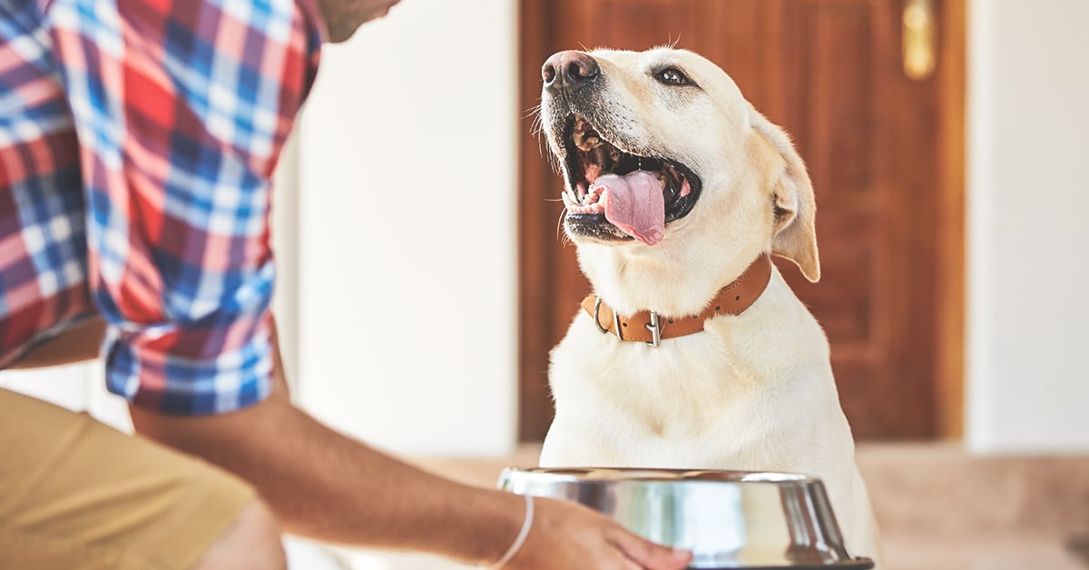 5 Tips To Help You Choose The Best Pet Food for Your Furry Friends