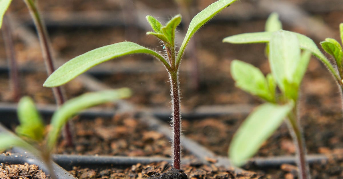 How to Start a Garden From Seeds