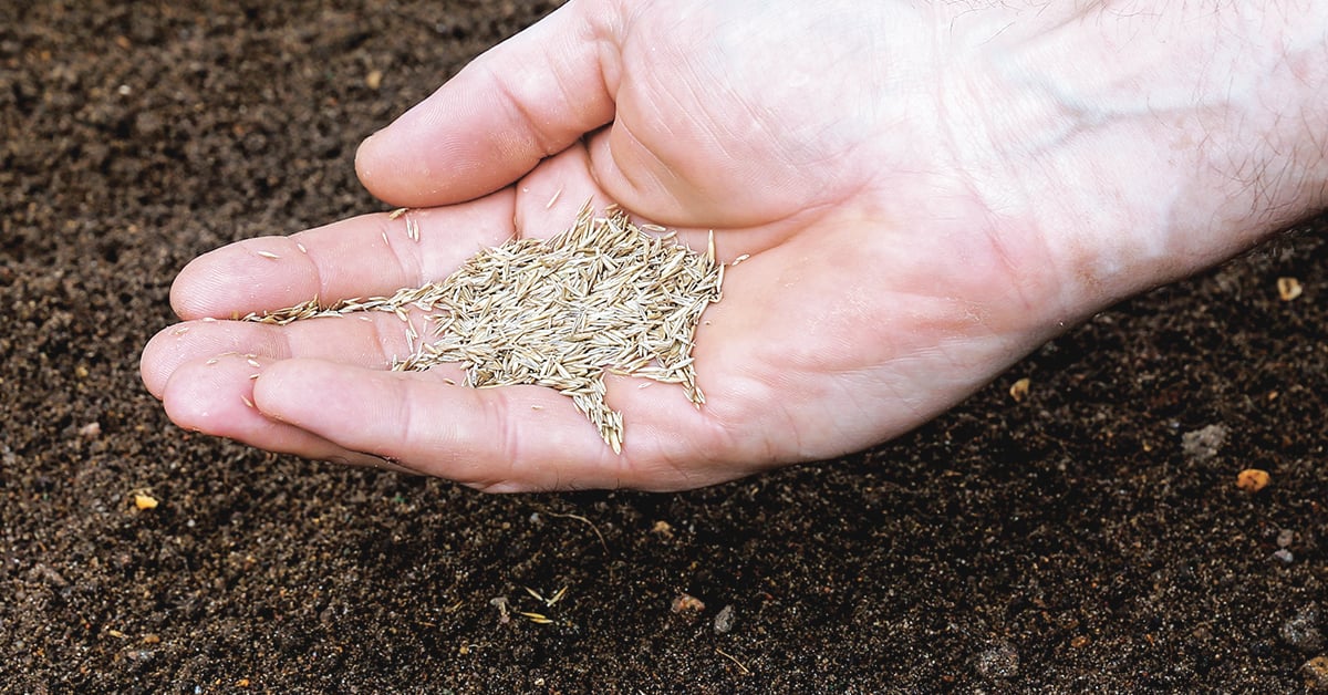 How To Start A Lawn From Seed Ifas Helping To Grow Blog