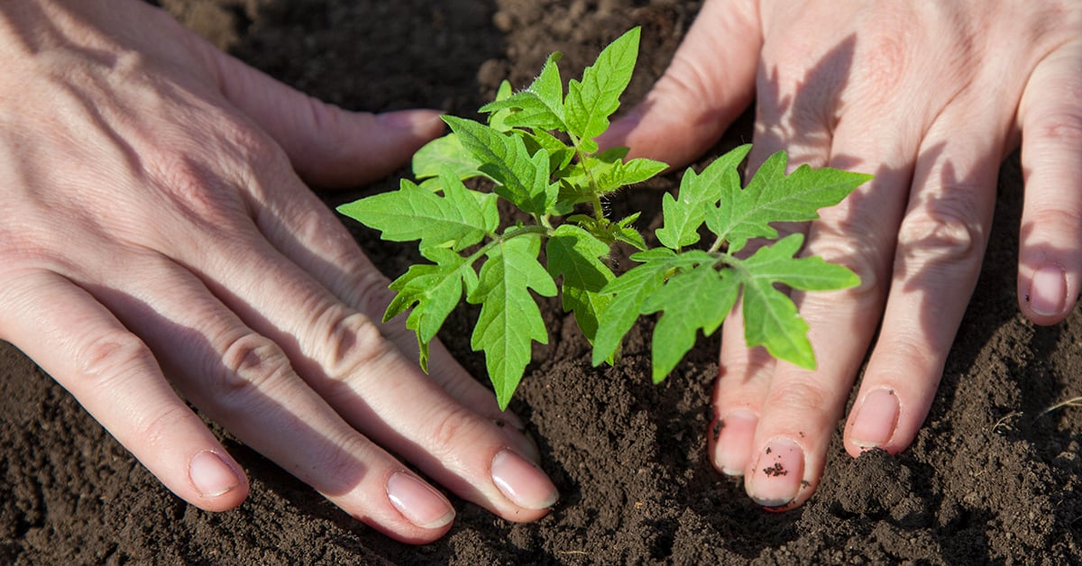 Planting Tomatoes Like a Pro