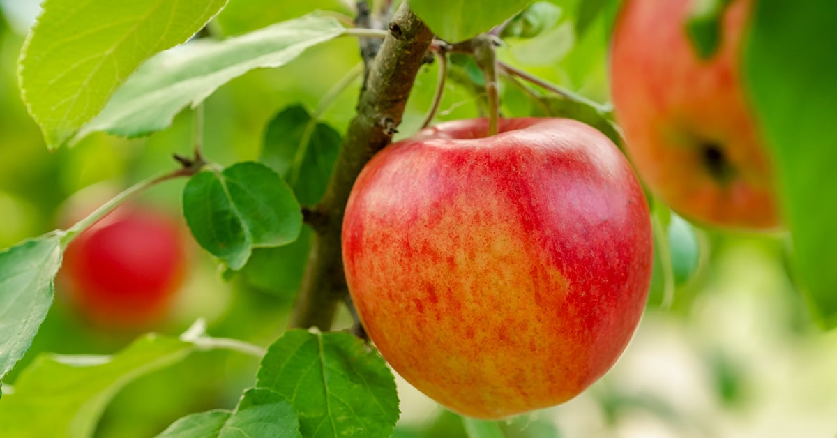 IFA’s Pome Fruit Growing Guide