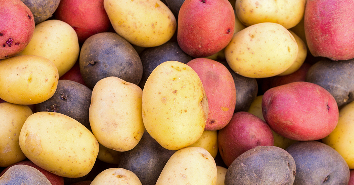 IFA’s Growing Guide for a Plentiful Potato Harvest