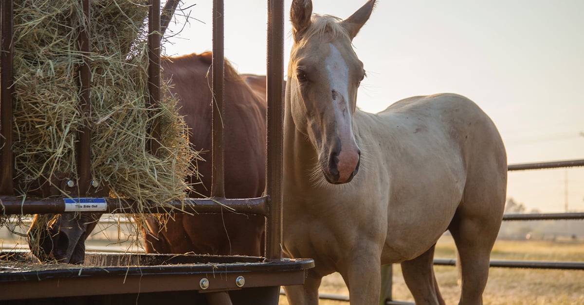 The Power of Proper Horse Nutrition