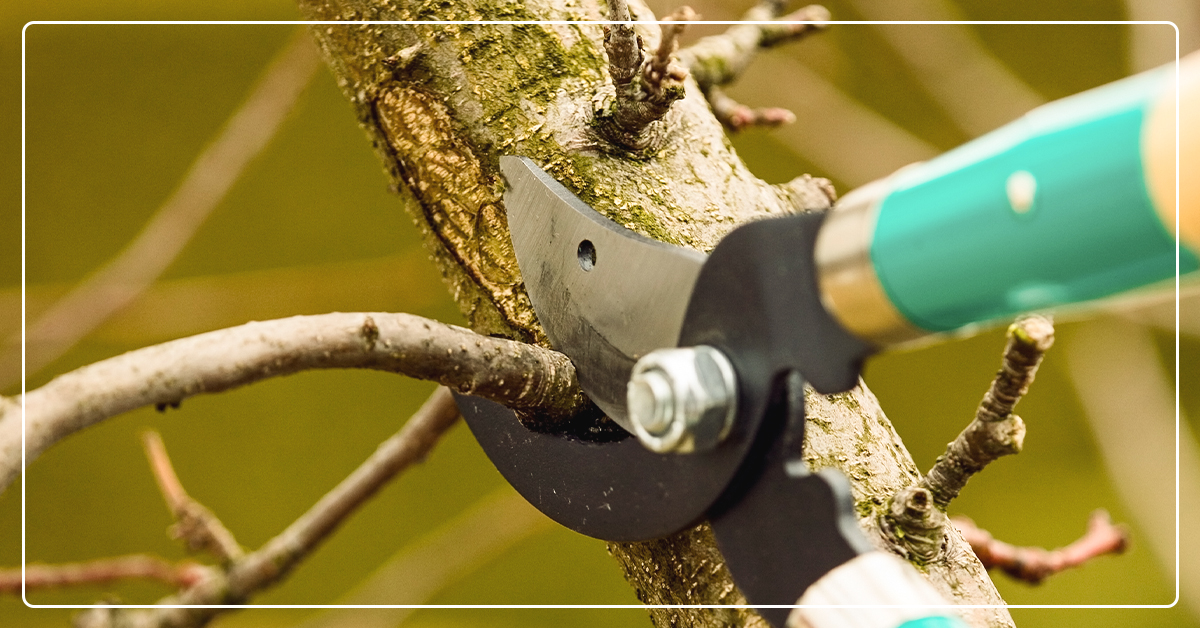 Six Helpful Tips on How to Prune a Tree