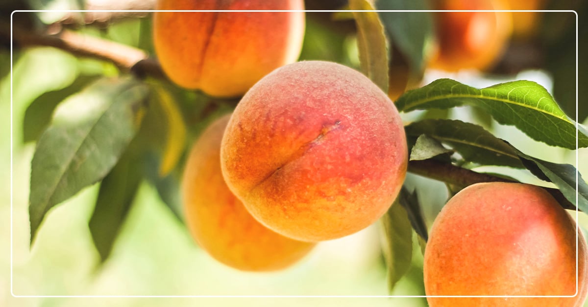 Pruning Different Types of Fruit Trees