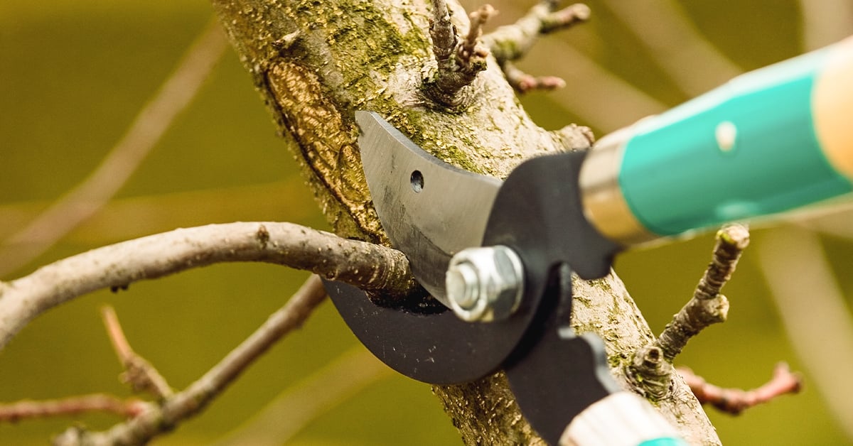 6 Helpful Tips on How to Prune a Tree