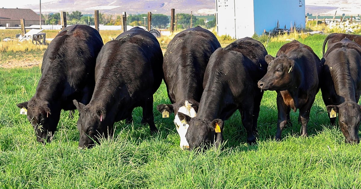 Raising Grass-Fed Beef | IFA's Helping to Grow Blog