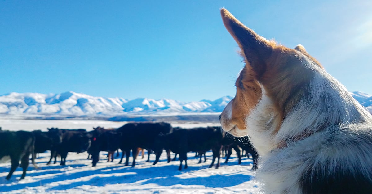 Best dog for cattle 2024 farm