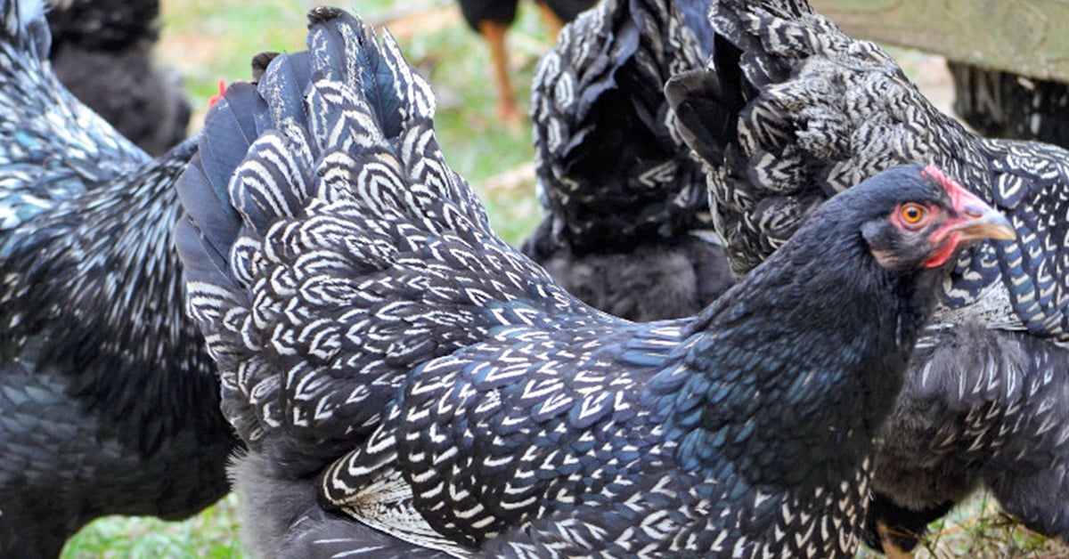 Adding Flare to Your Flock with Rare Chicken Breeds