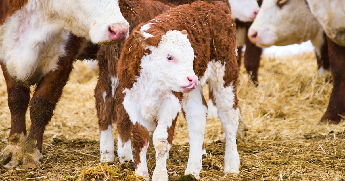 Kick-Start Respiratory Vaccinations for Calves