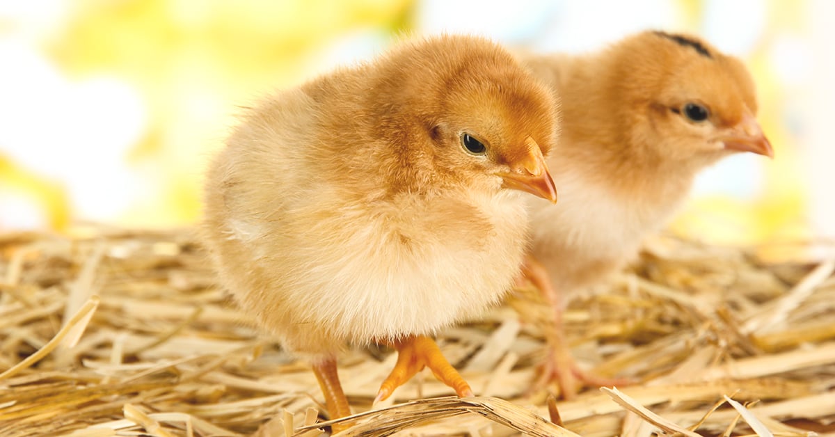 Restock Your Chicken Coop This Fall for Eggs Next Spring