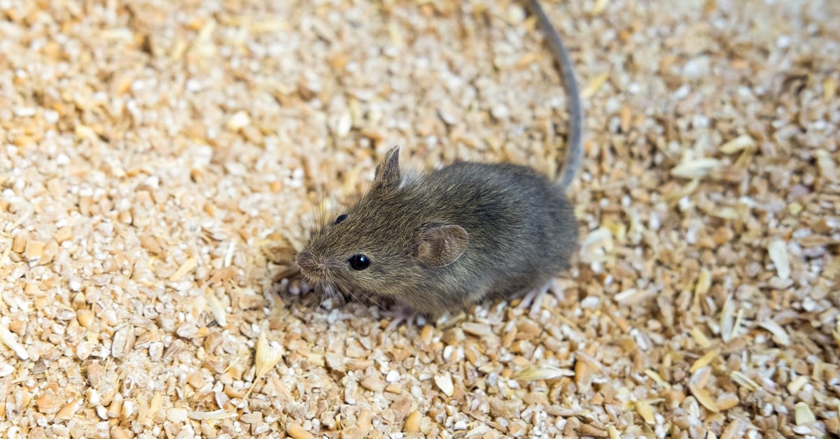 6 Tips for an Effective Rodent Control Strategy