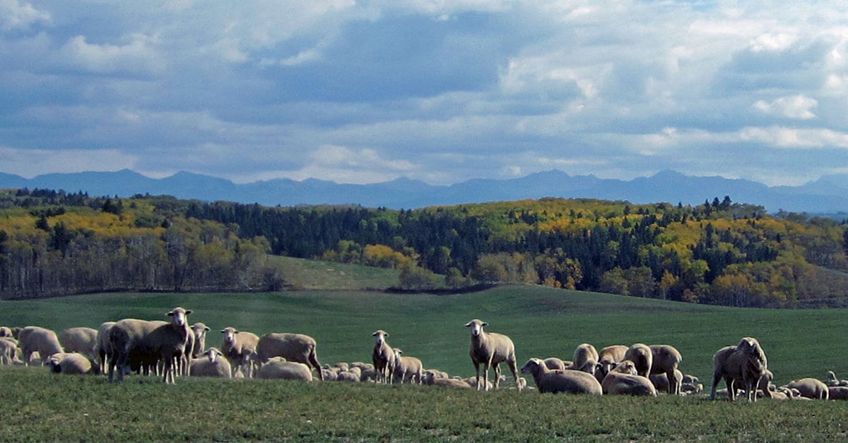 Siddoway Sheep: A Multi-Generational Family Operation