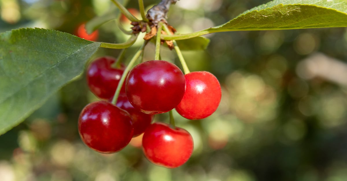 IFA’s Stone Fruit Growing Guide