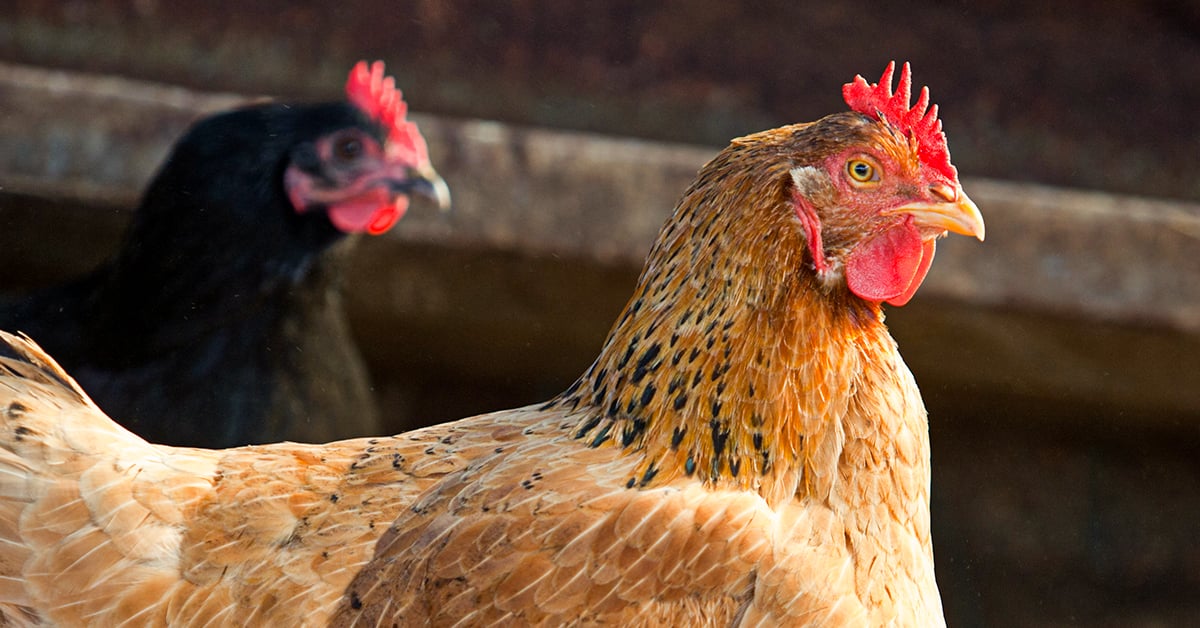 Daily Chicken Care: 5 Things to Do in Summer