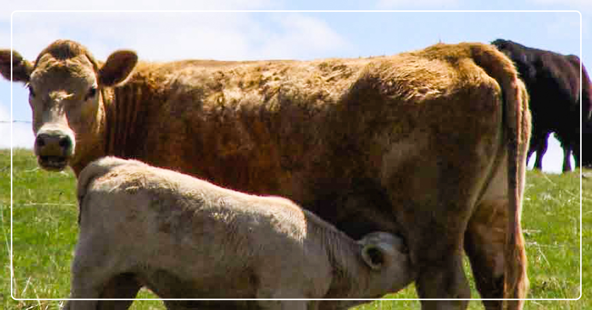 Preventing Summer Pneumonia in Cattle