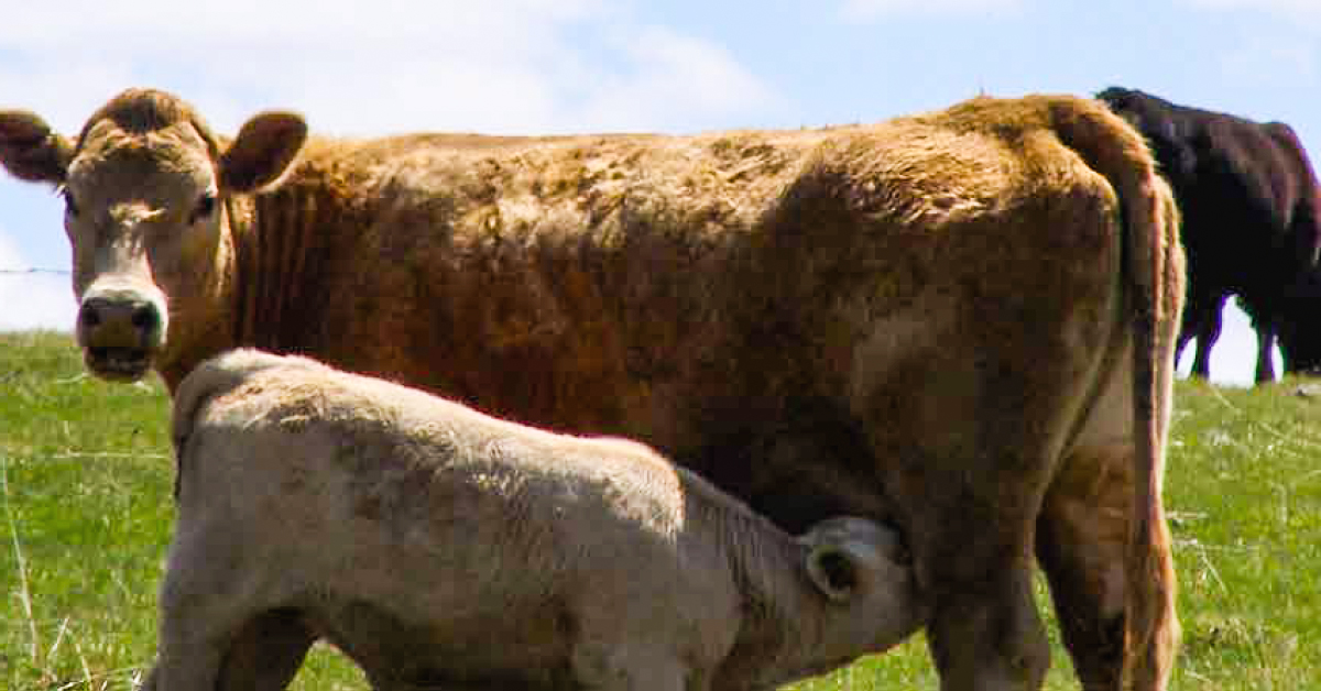 Preventing Summer Pneumonia in Cattle