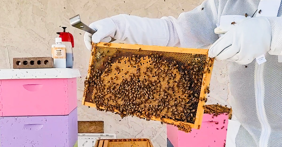 Honey Comb Identification - Brood Nest - BackYardHive