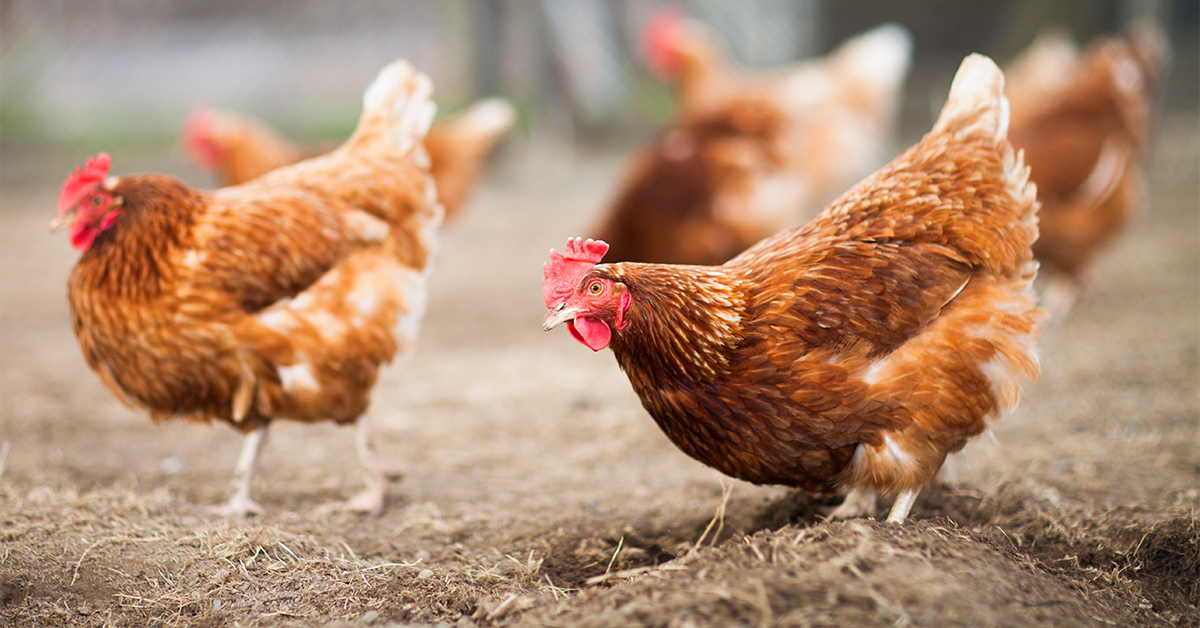 Understanding the chicken - Laying Hens