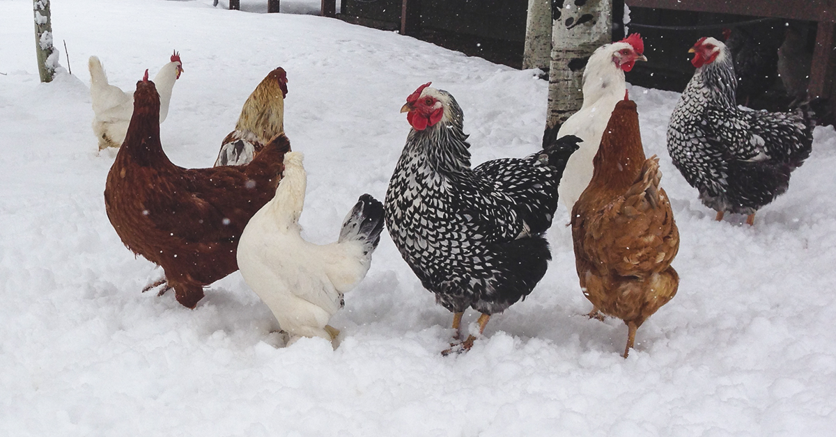 Winterizing Tips for Your Chicken Coop
