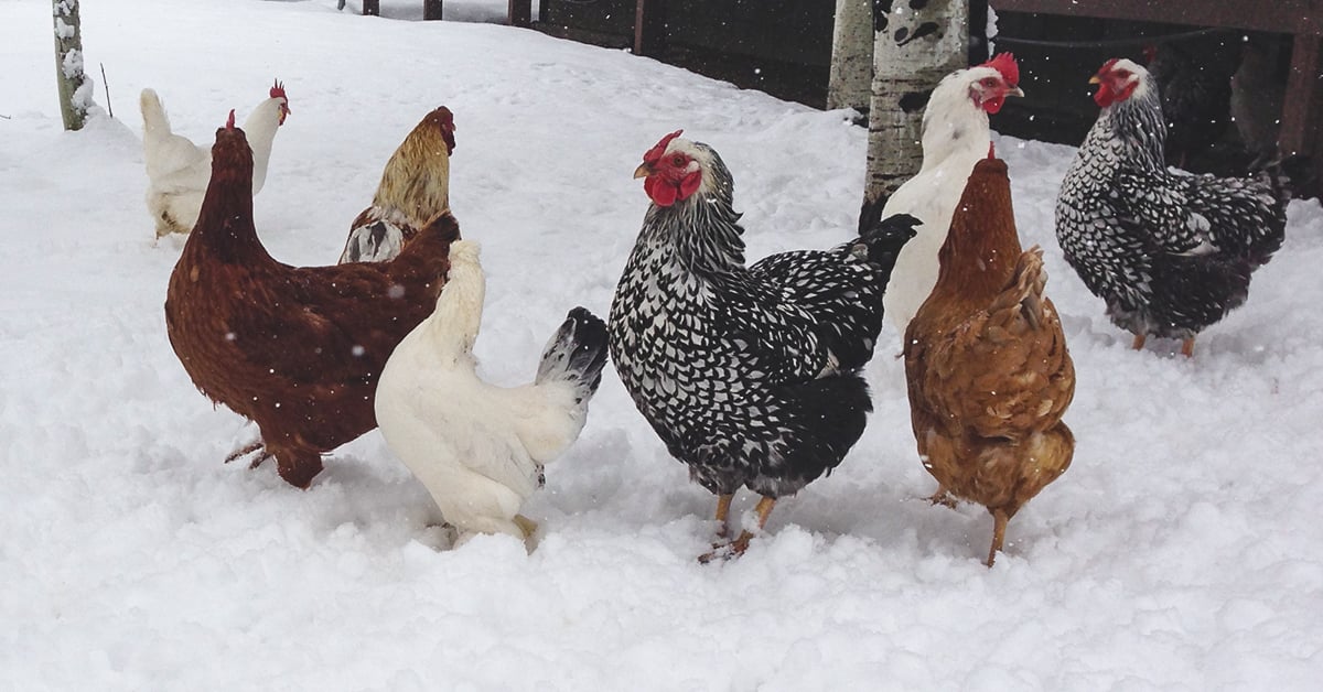 Winterize a chicken coop. 6 easy steps to keeping your chickens warm.