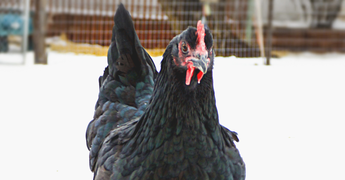 Daily Chicken Care: 5 Things to Do in Winter