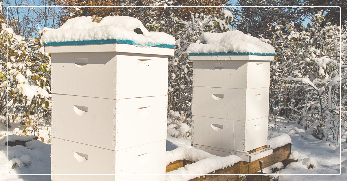 How to Guide to Winterizing Your Bees & Hives