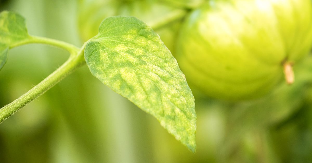 8 Reasons Plant Leaves Turn Yellow